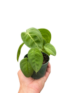 Syngonium 'Ice Frost' – view 4