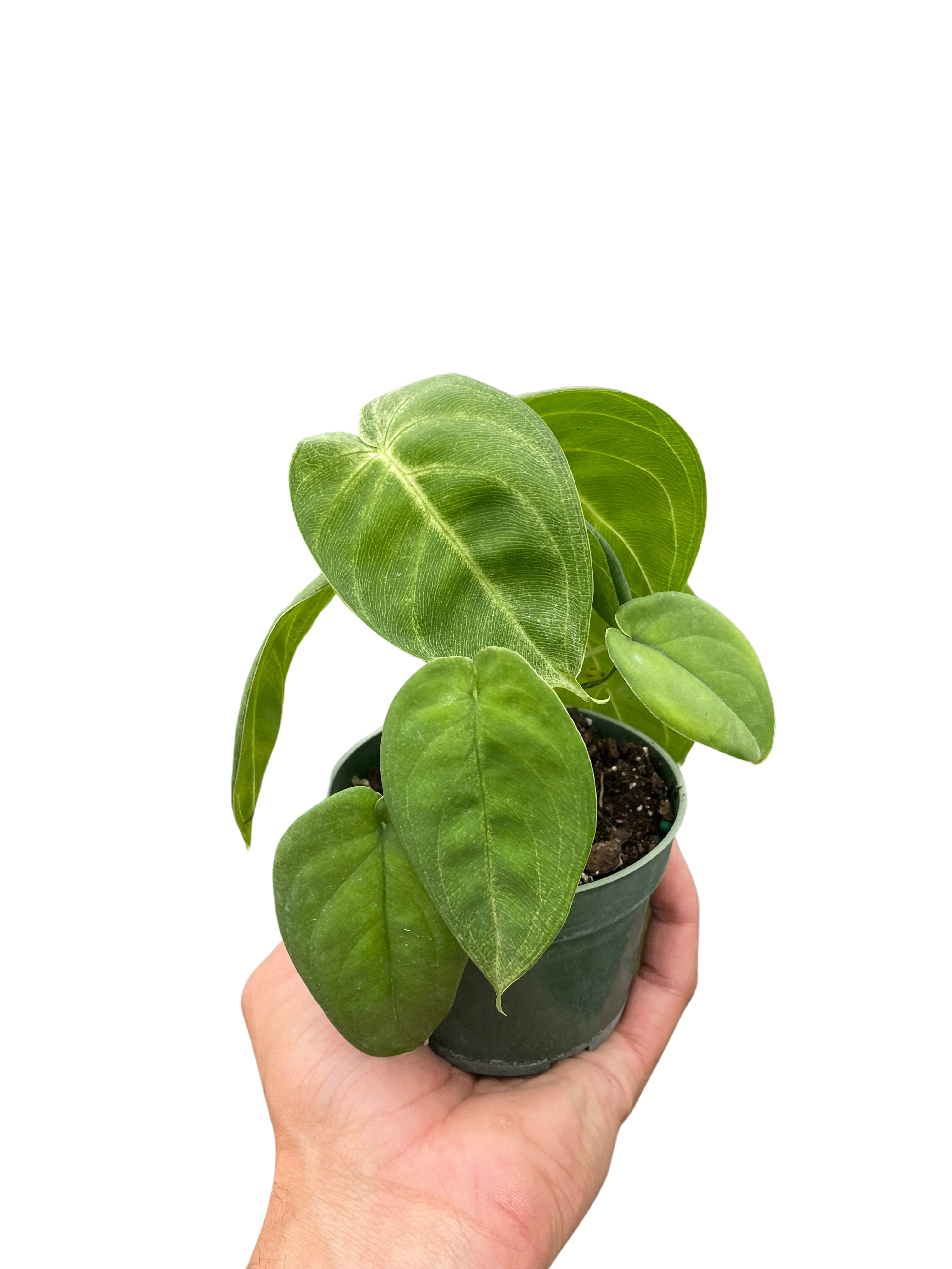 Syngonium 'Ice Frost' – view 4