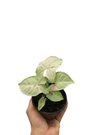 Syngonium 'Milk Confetti' – view 3