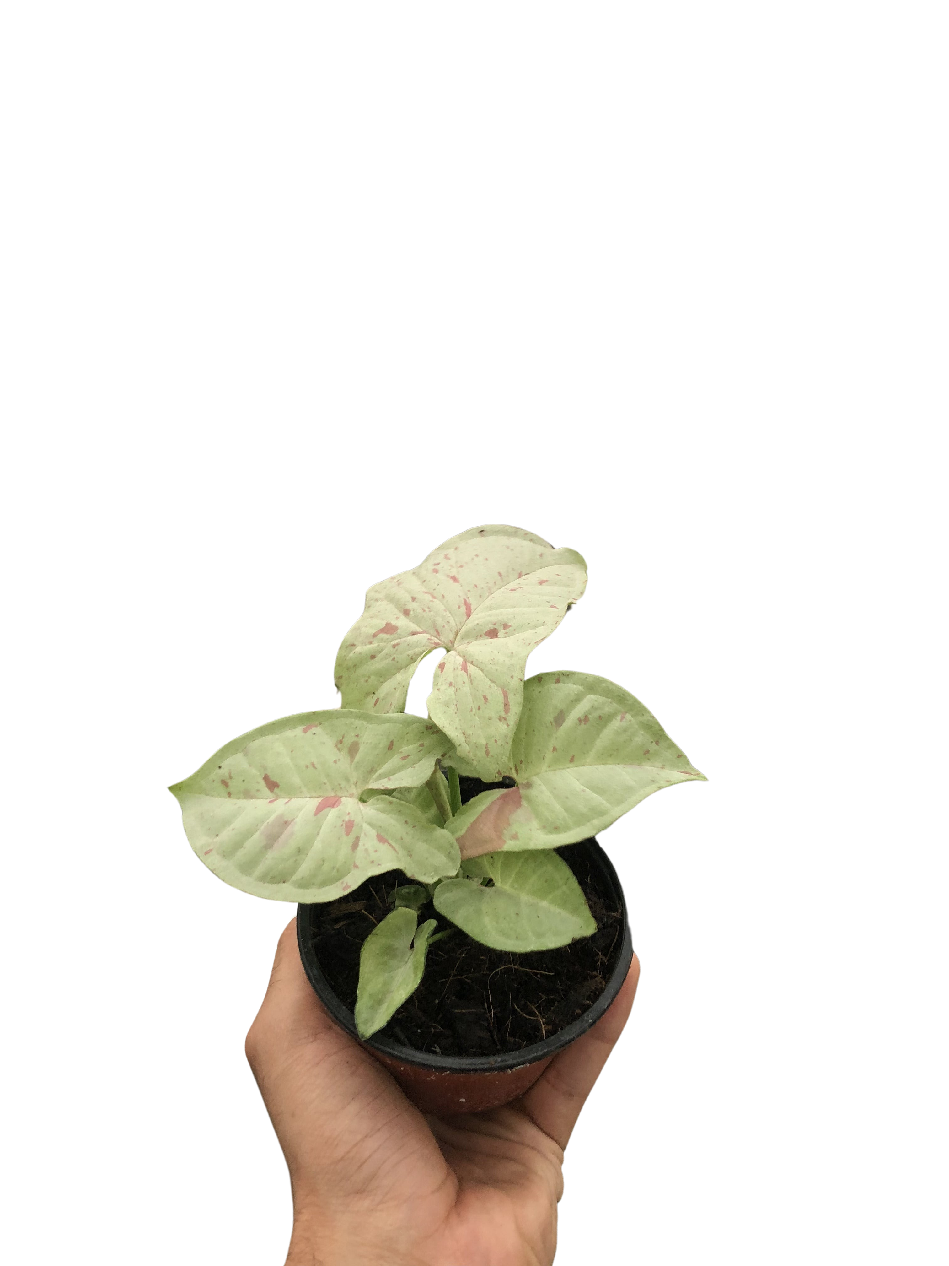 Syngonium 'Milk Confetti' – view 3
