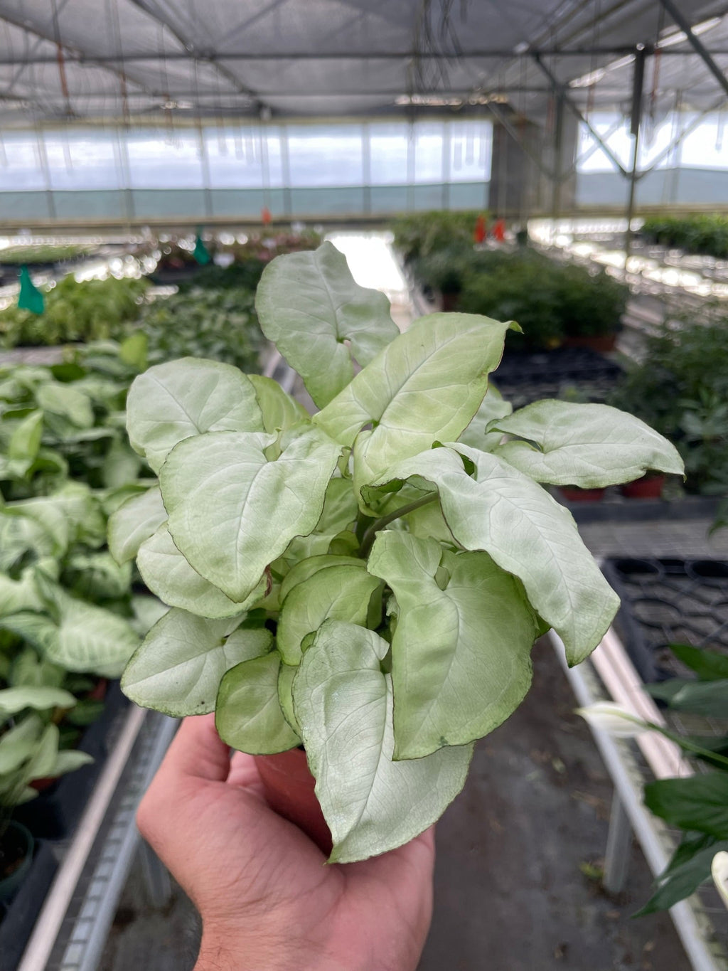 Syngonium 'Moonshine' – view 2