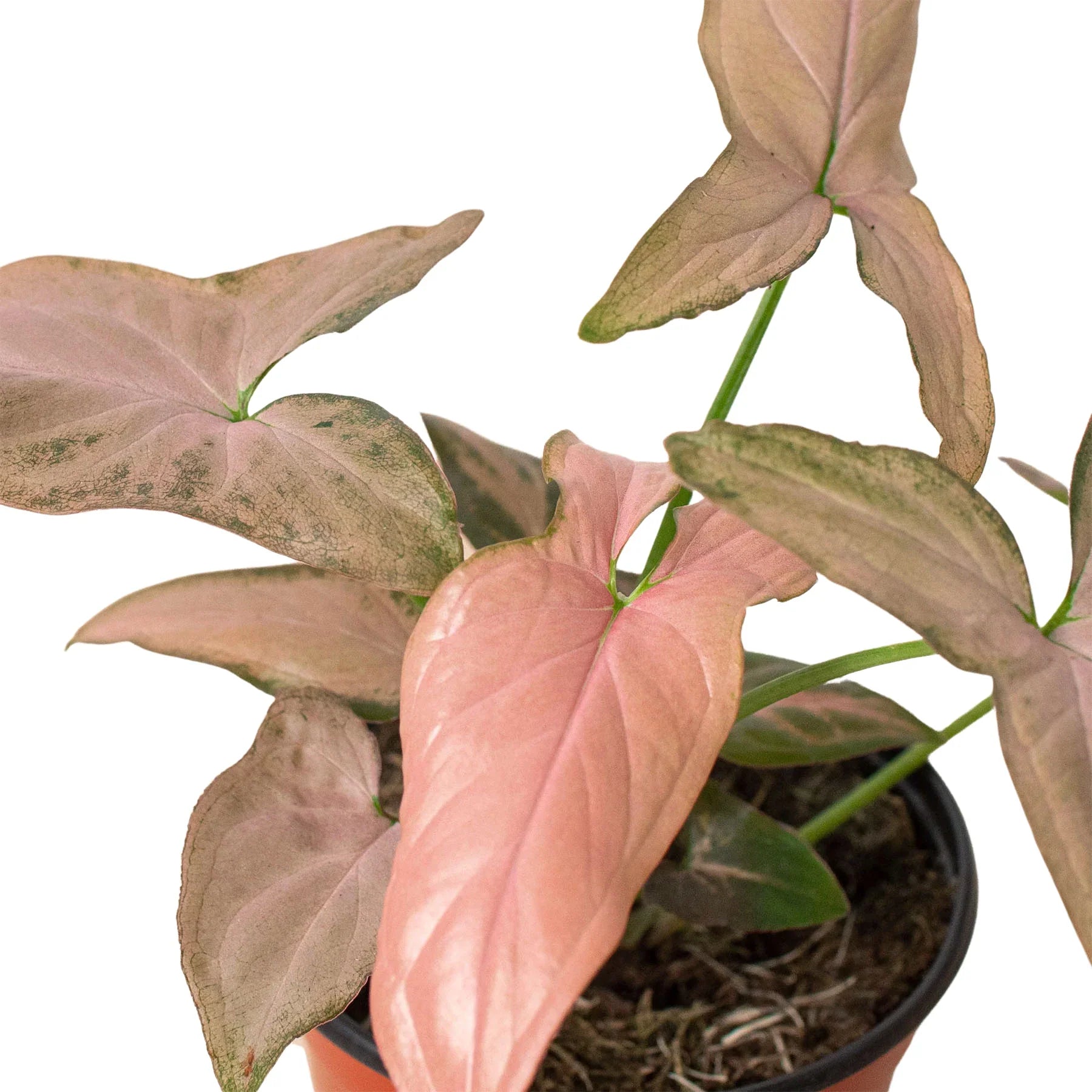 Syngonium 'Pink Splash' - 4" Pot – view 2