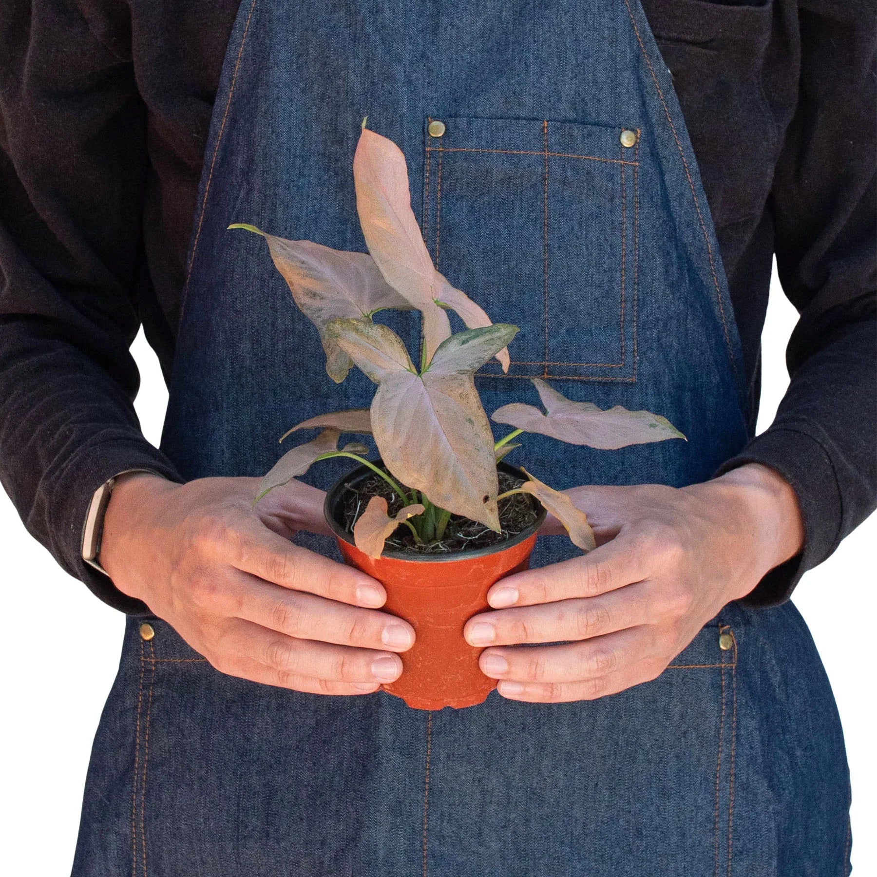 Syngonium 'Pink Splash' - 4" Pot – view 4