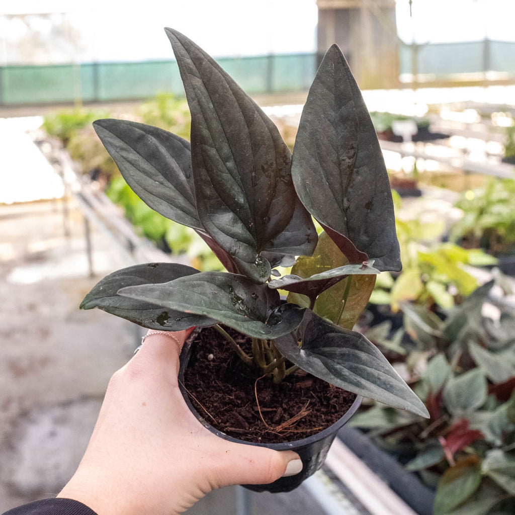 Syngonium 'Red Arrow' – view 4