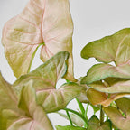 Syngonium Strawberry – view 4