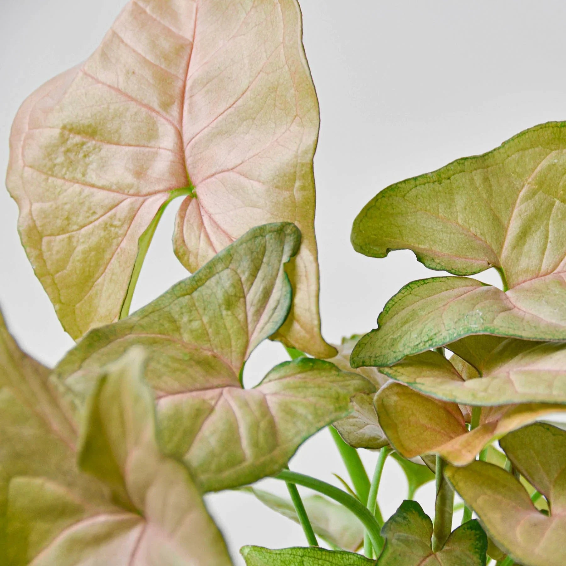 Syngonium Strawberry – view 4