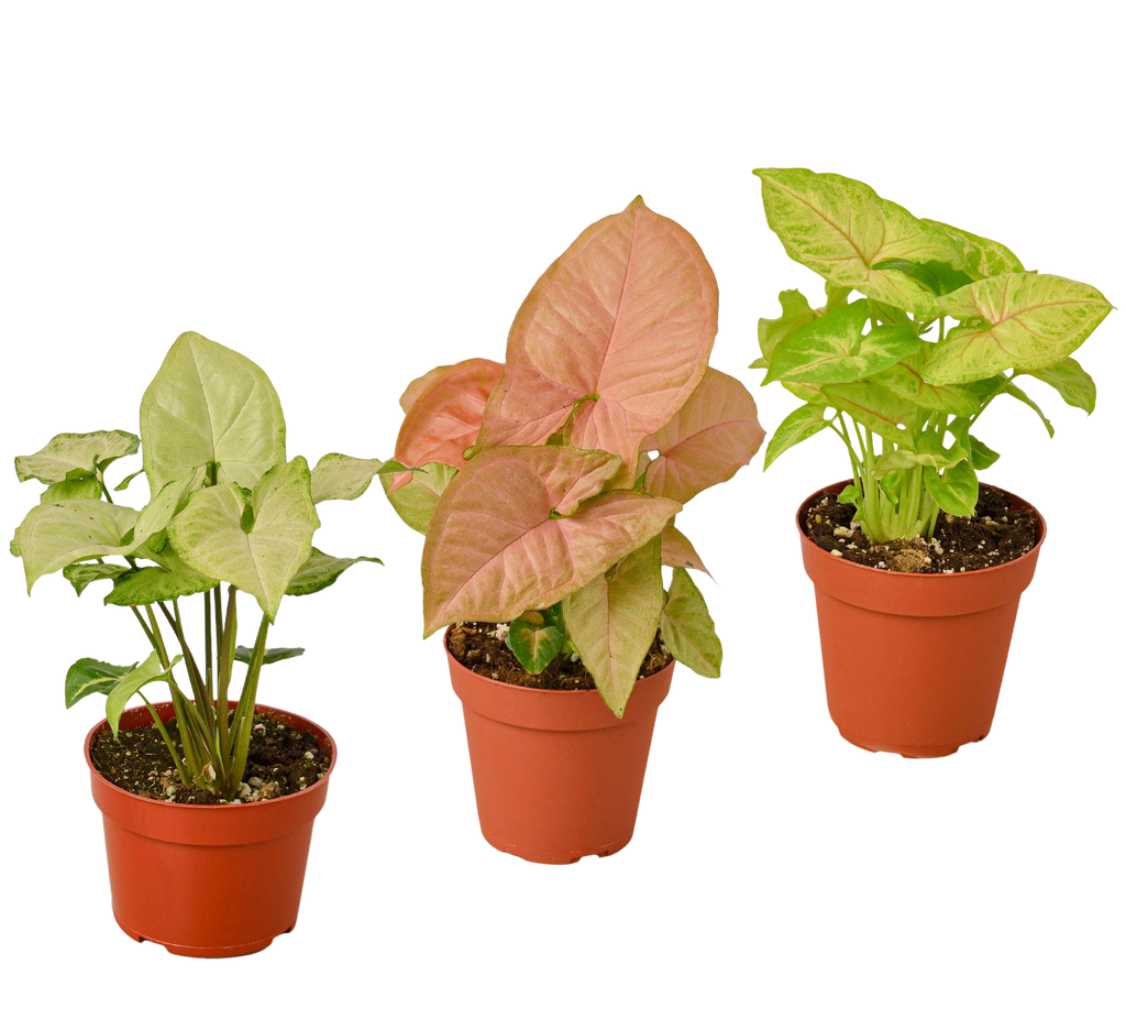 3 Different Syngonium Plants - Arrowhead Plants / 4" Pot / Live Plant – view 3