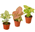 3 Different Syngonium Plants - Arrowhead Plants / 4" Pot / Live Plant – view 3