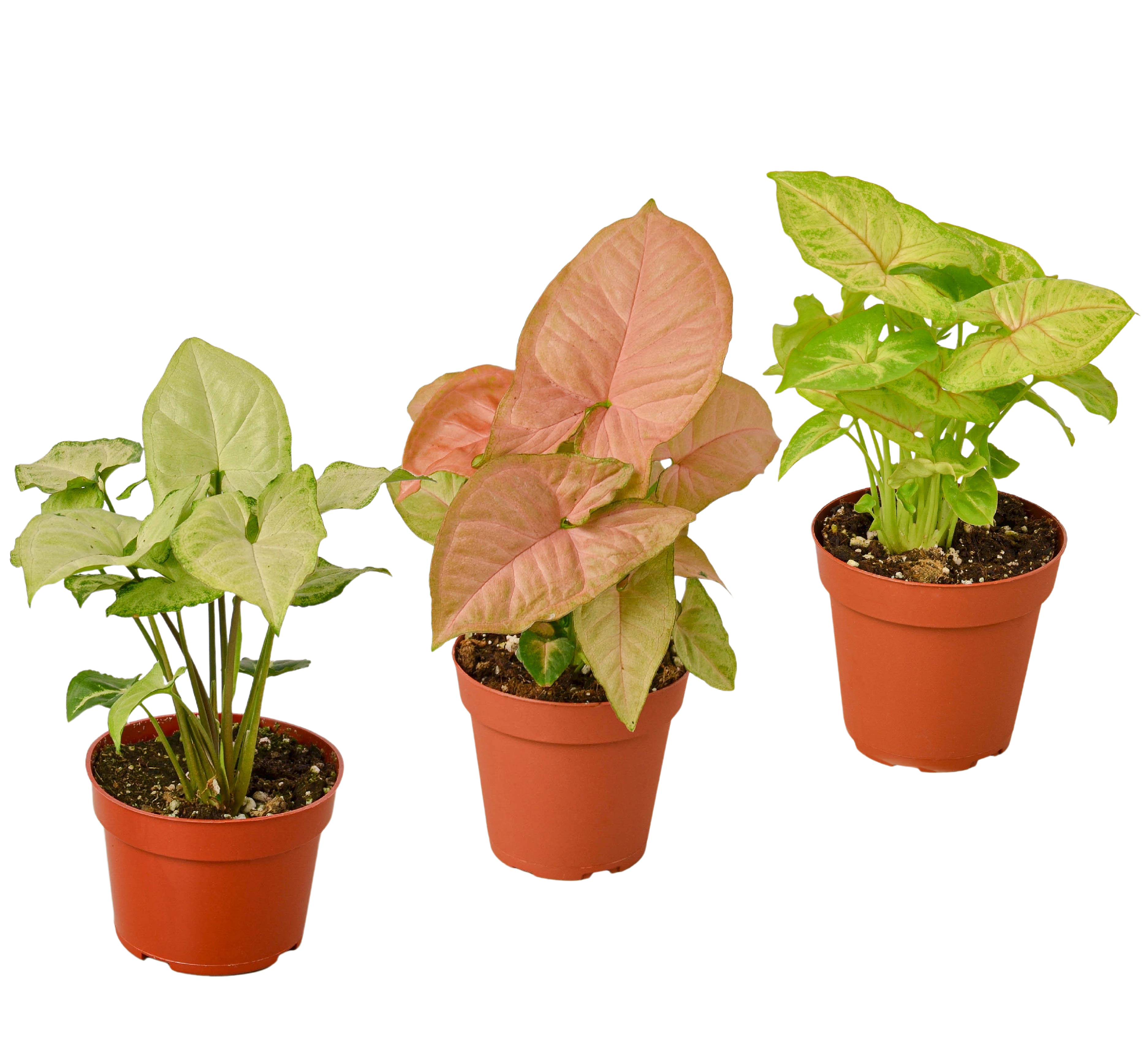 3 Different Syngonium Plants - Arrowhead Plants / 4" Pot / Live Plant – view 3