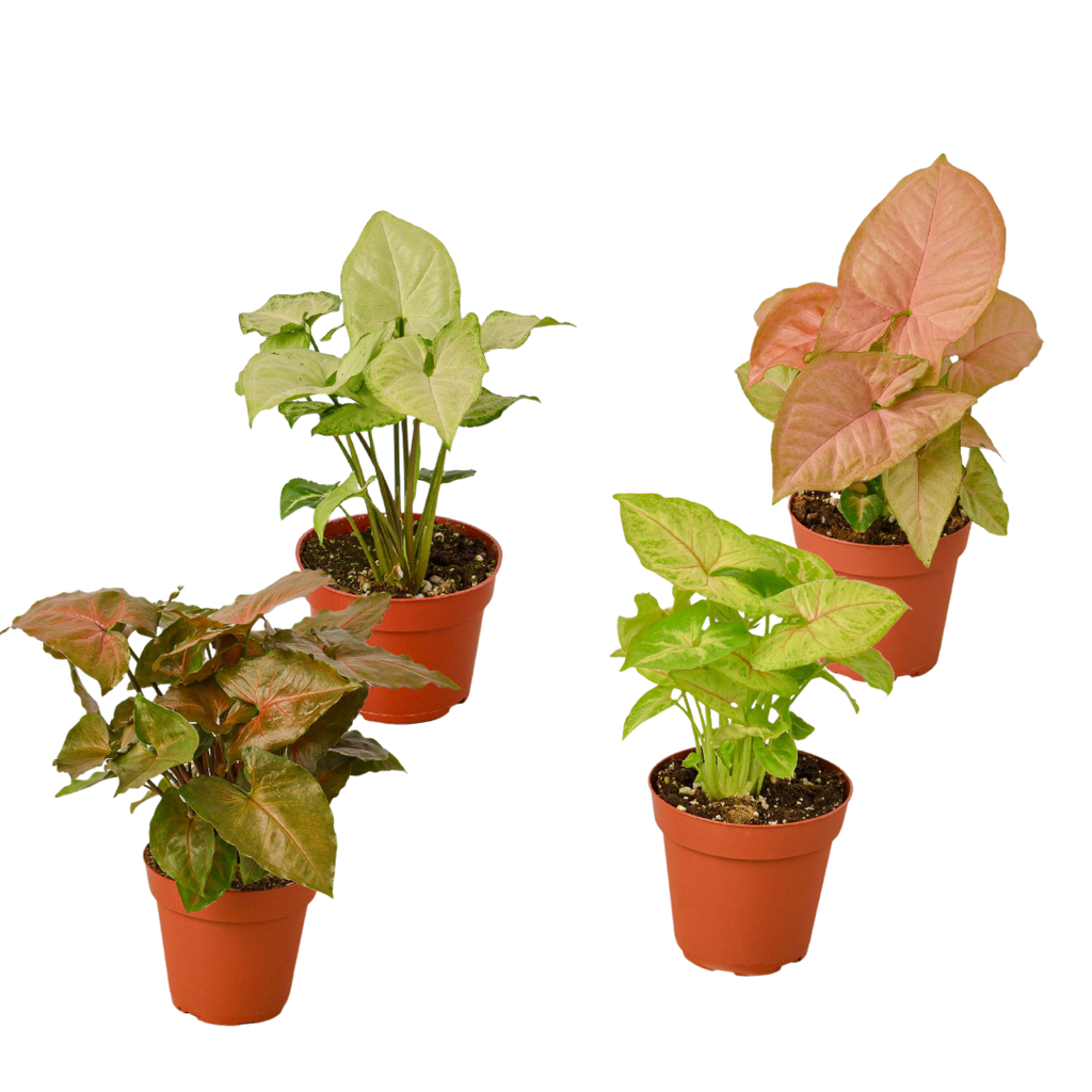 4 Different Syngonium Plants - Arrowhead Plants / 4" Pot / Live Plant by House Plant Dropship