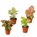 4 Different Syngonium Plants - Arrowhead Plants / 4" Pot / Live Plant by House Plant Dropship