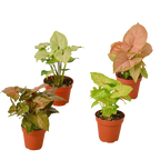 4 Different Syngonium Plants - Arrowhead Plants / 4" Pot / Live Plant by House Plant Dropship