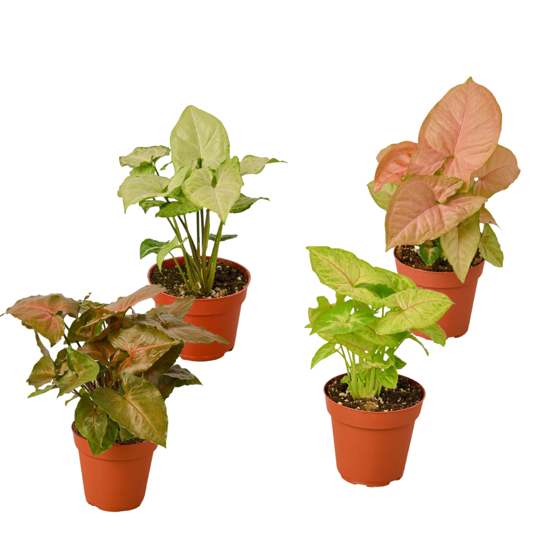 4 Different Syngonium Plants - Arrowhead Plants / 4" Pot / Live Plant by House Plant Dropship