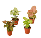 4 Different Syngonium Plants - Arrowhead Plants / 4" Pot / Live Plant by House Plant Dropship