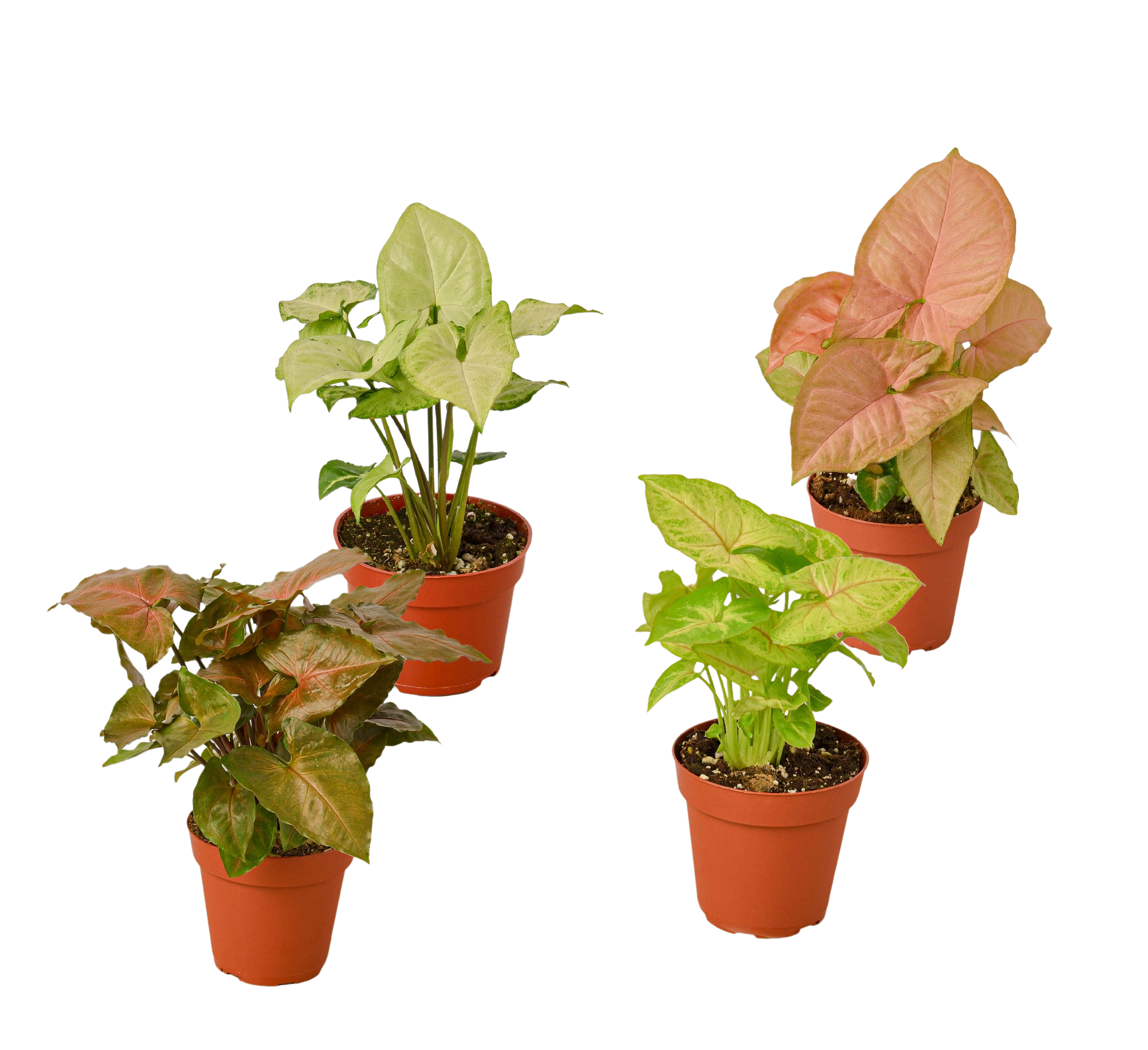 4 Different Syngonium Plants - Arrowhead Plants / 4" Pot / Live Plant by House Plant Dropship