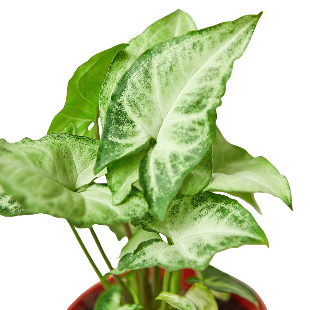 Syngonium 'White Butterfly' – view 5