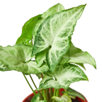 Syngonium 'White Butterfly' – view 5