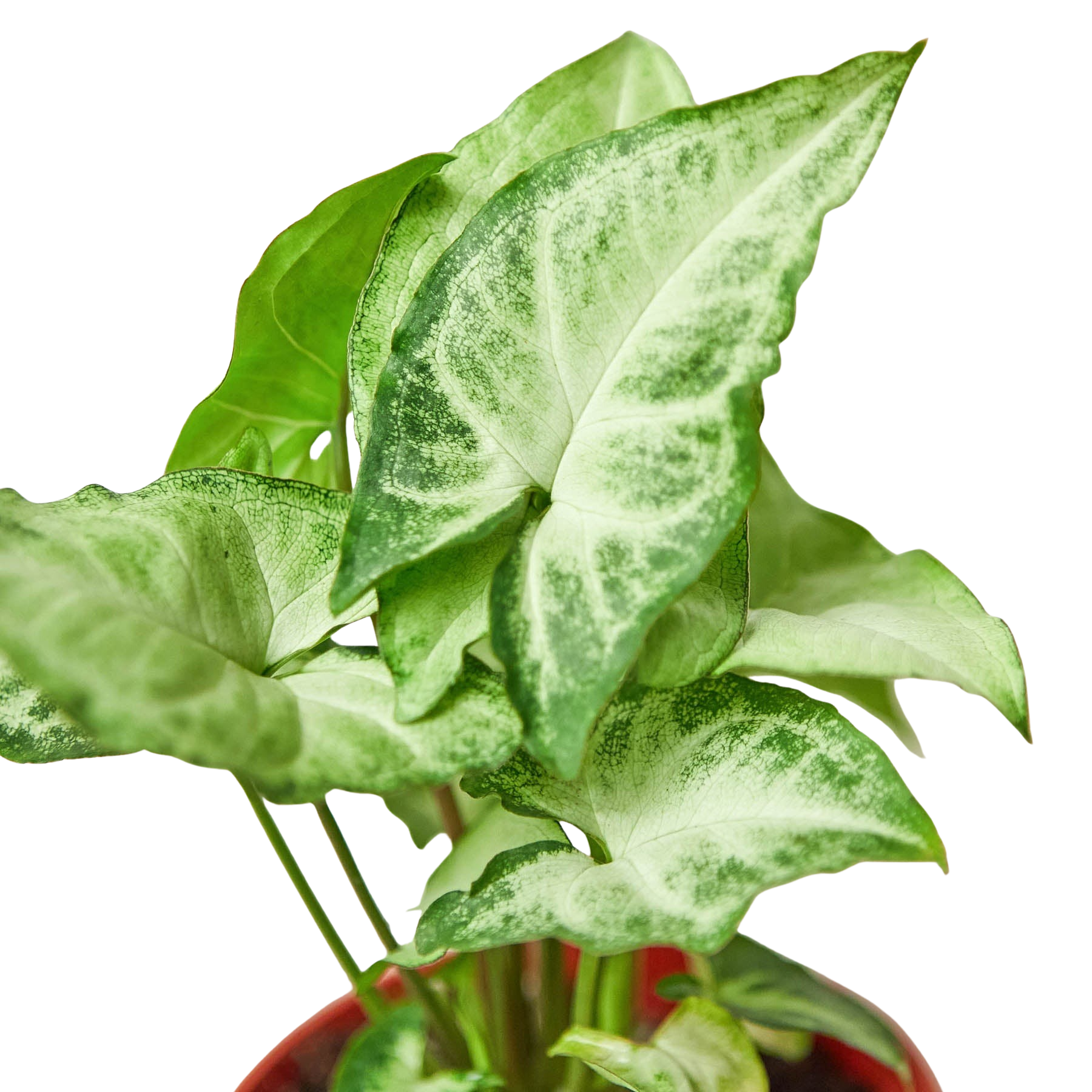 Syngonium 'White Butterfly' – view 5
