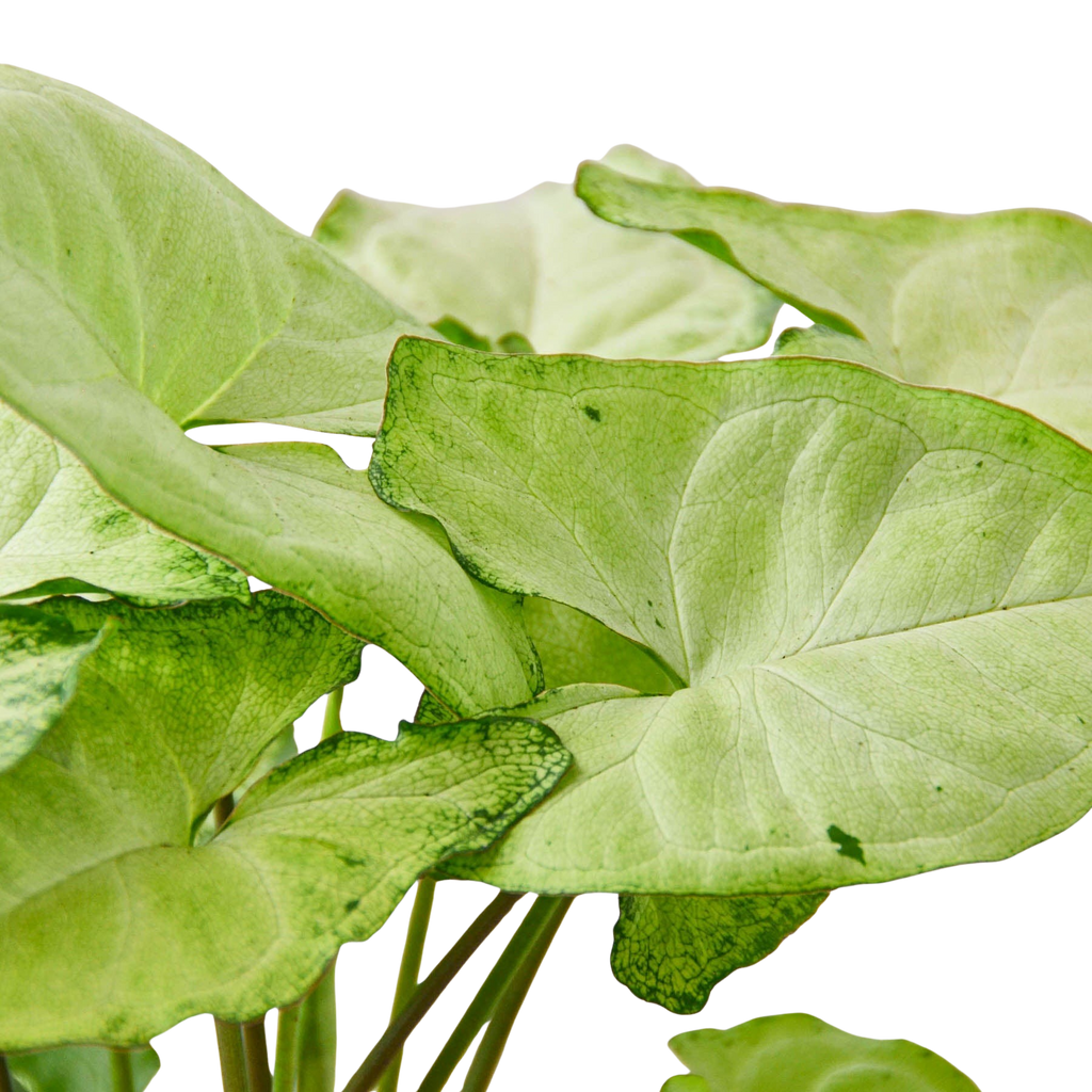 Syngonium 'White Butterfly' – view 4