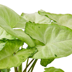 Syngonium 'White Butterfly' – view 4