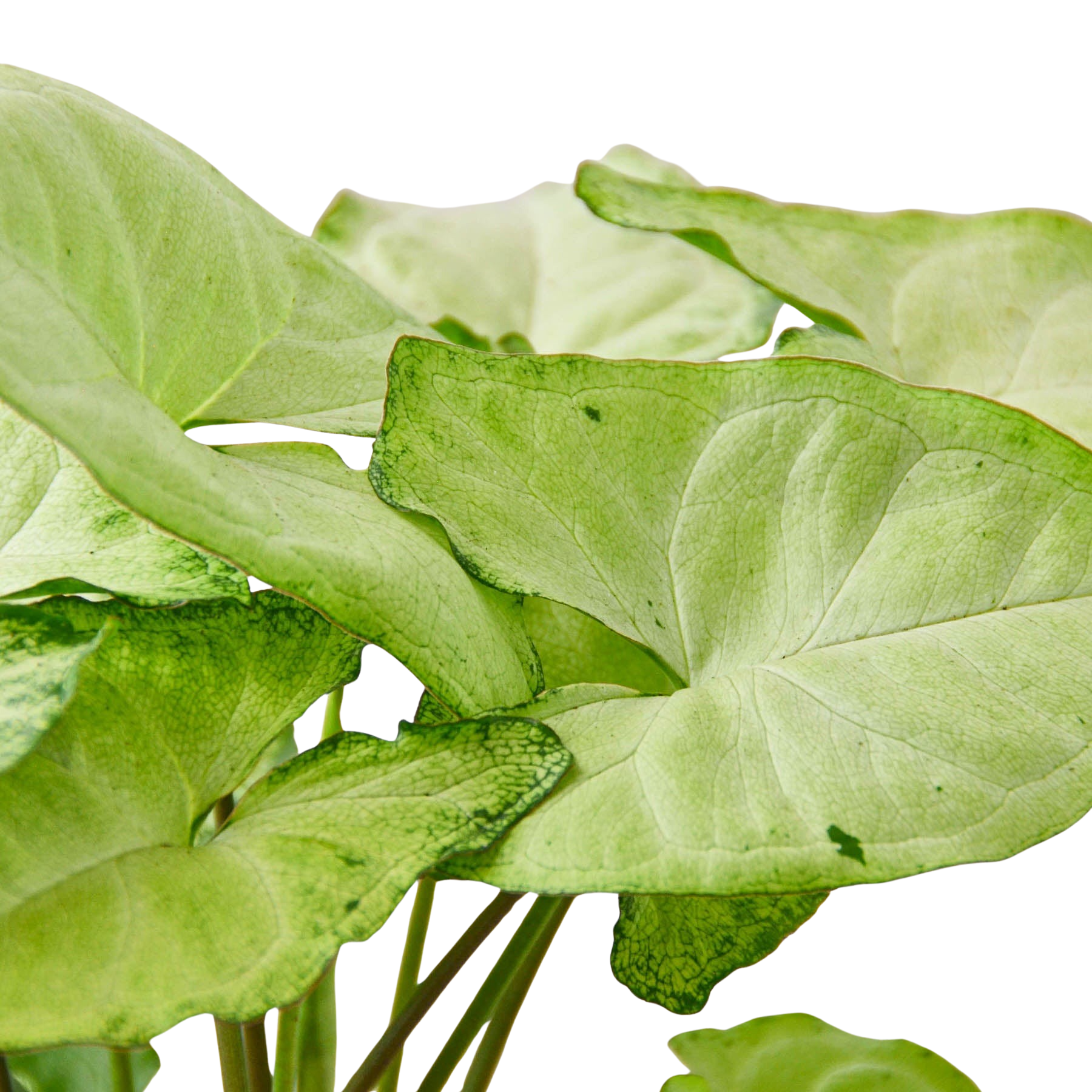 Syngonium 'White Butterfly' – view 4