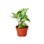 Syngonium 'White Butterfly' – view 3