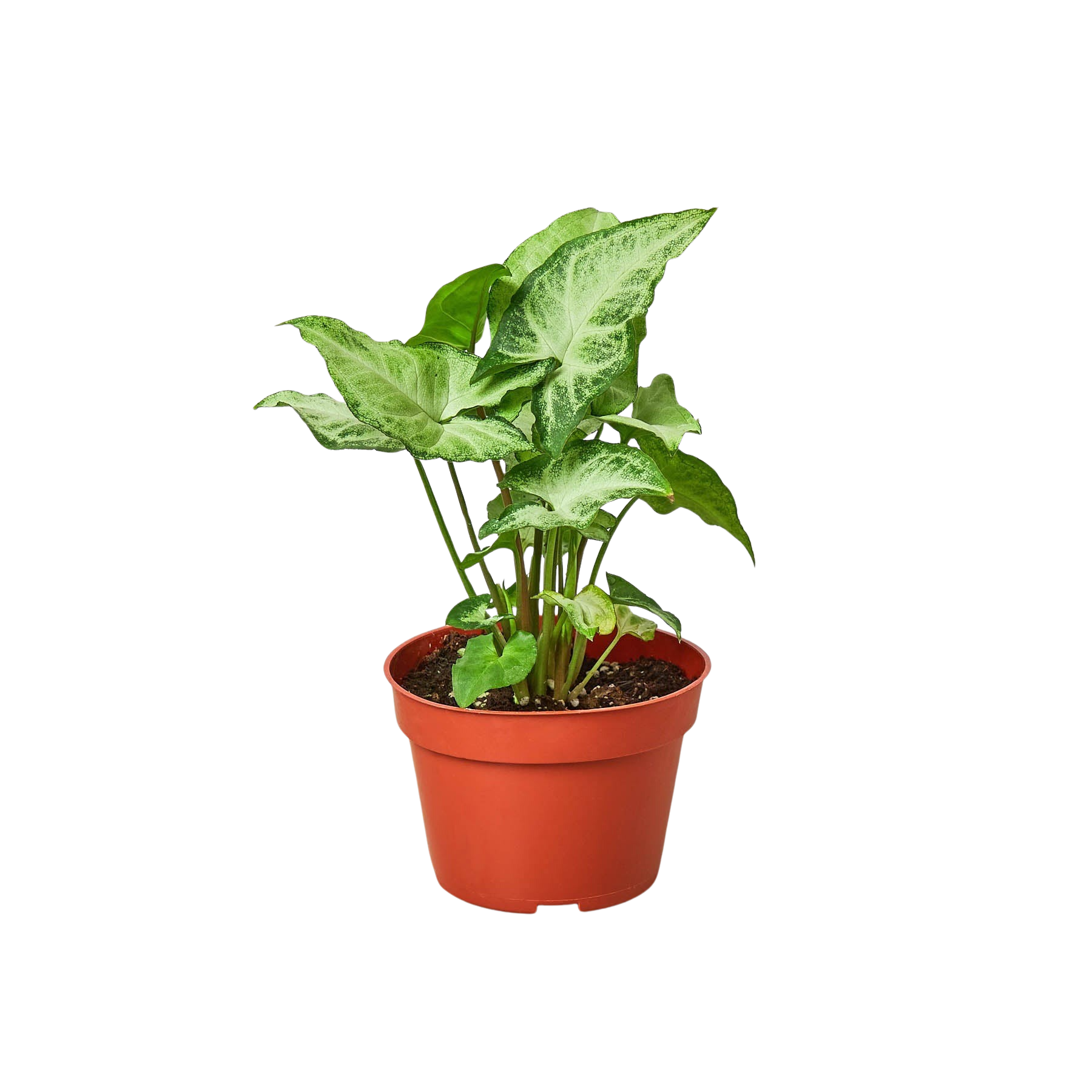 Syngonium 'White Butterfly' – view 3