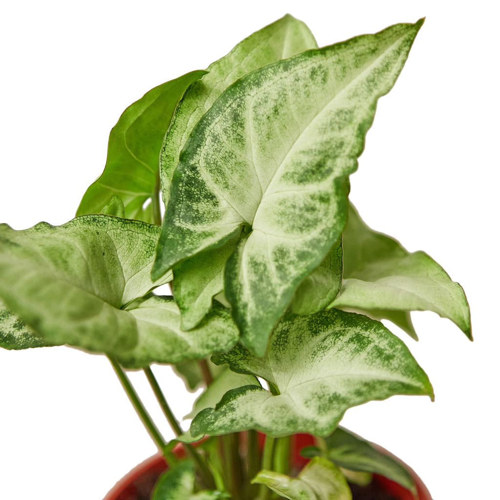 Syngonium White Butterfly – view 2