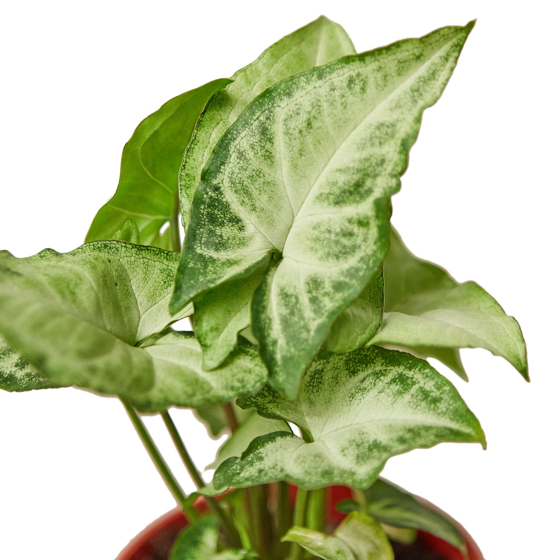 Syngonium White Butterfly – view 2