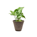 Syngonium 'White Butterfly' – view 13