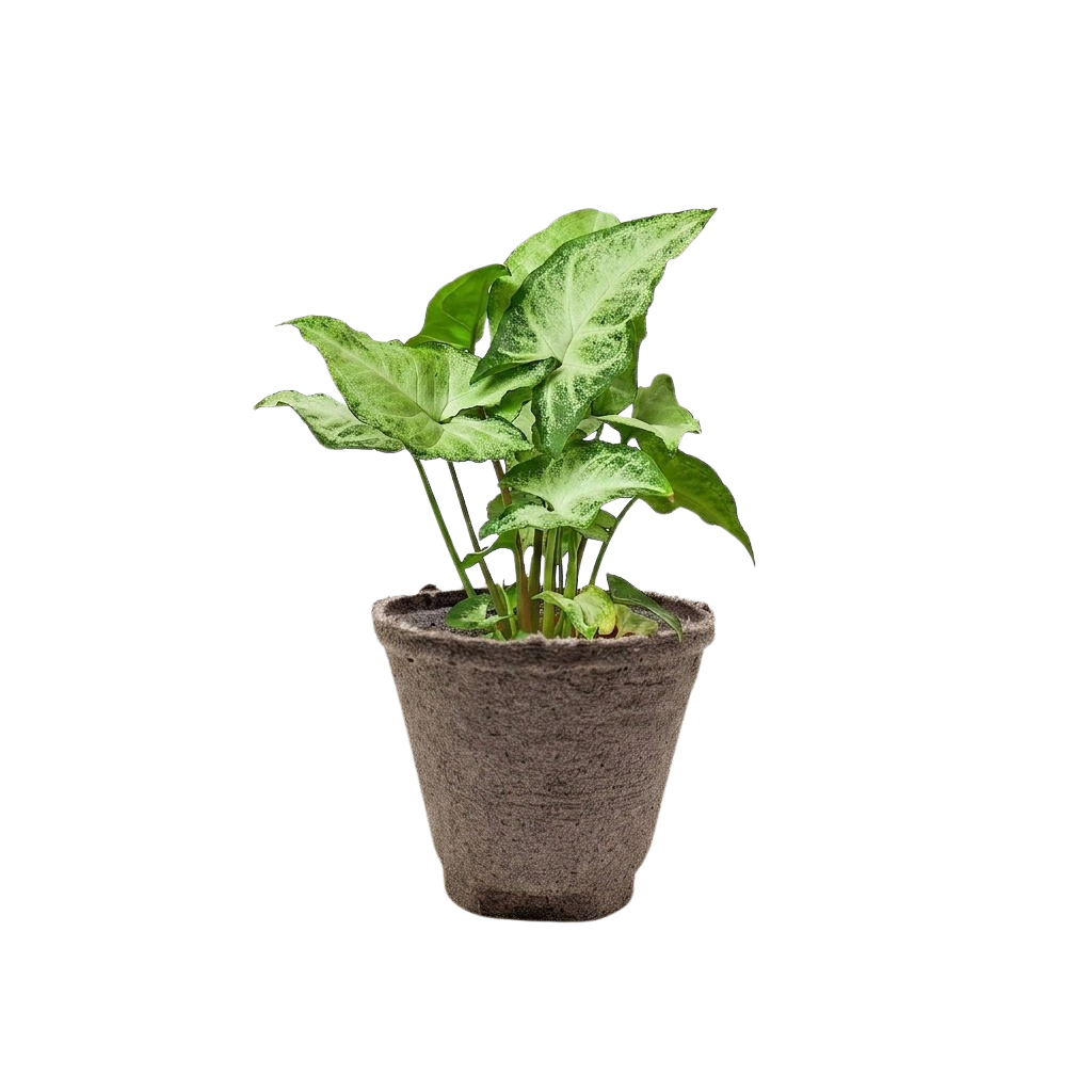 Syngonium 'White Butterfly' – view 13