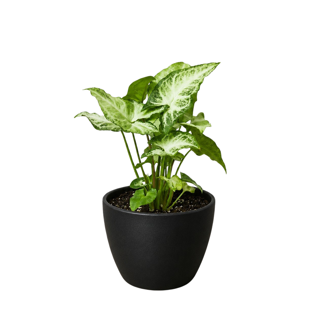 Syngonium 'White Butterfly' – view 11
