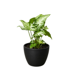 Syngonium 'White Butterfly' – view 11