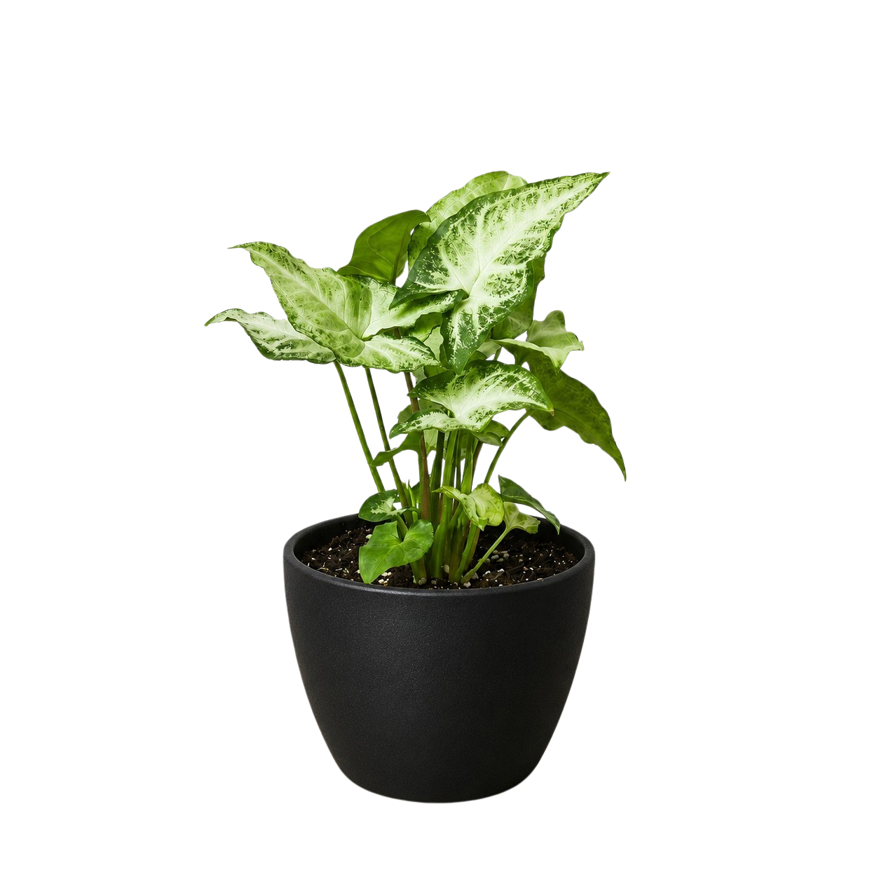 Syngonium 'White Butterfly' – view 11