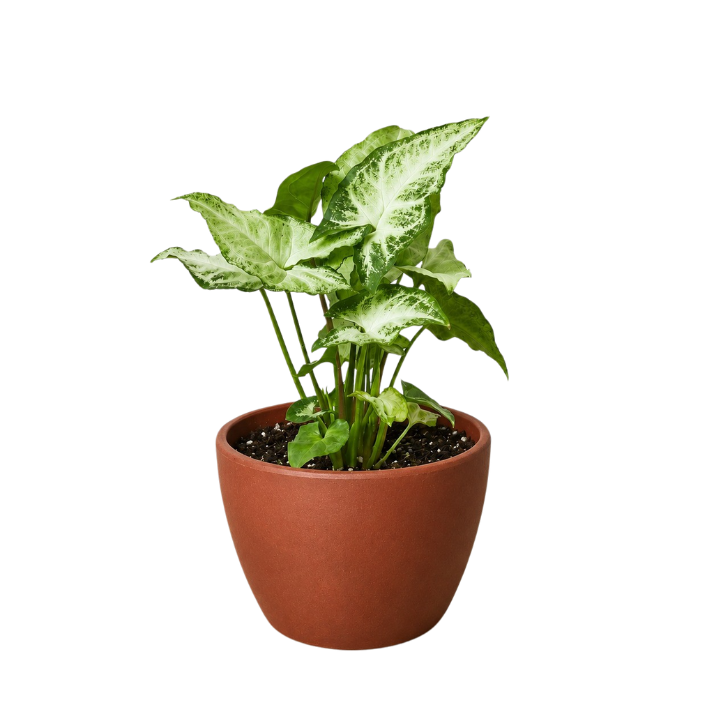Syngonium 'White Butterfly' – view 10