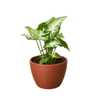 Syngonium 'White Butterfly' – view 10