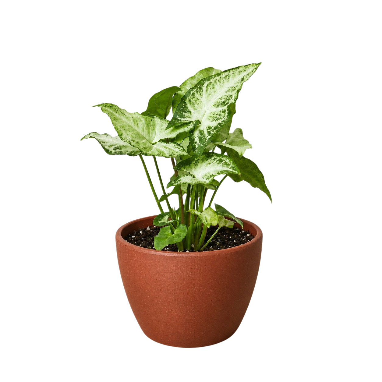 Syngonium 'White Butterfly' – view 10