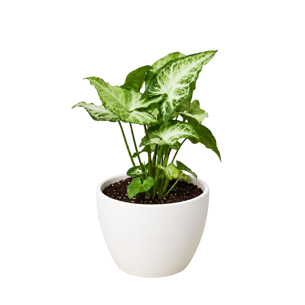 Syngonium 'White Butterfly' – view 12
