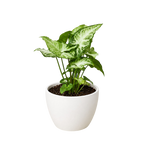 Syngonium 'White Butterfly' – view 12