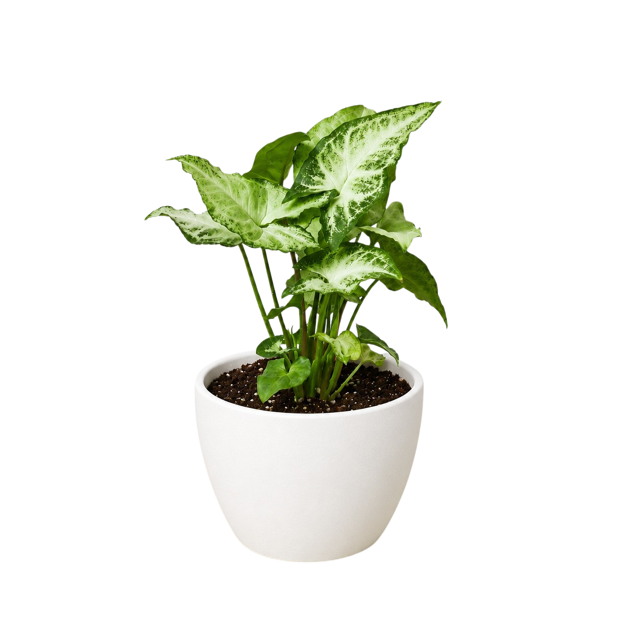 Syngonium 'White Butterfly' – view 12