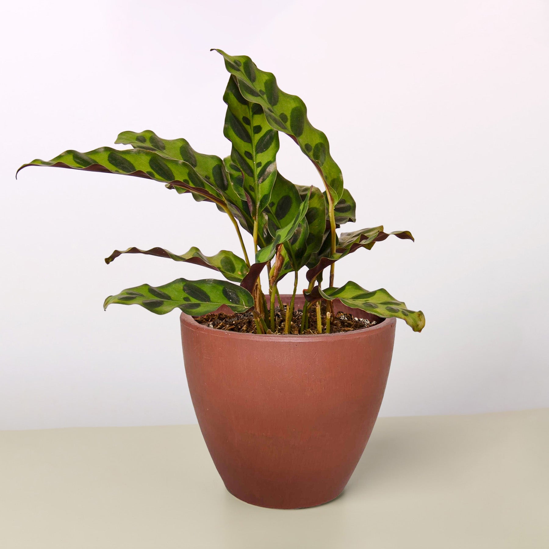 Calathea Lancifolia 'Rattlesnake' – view 6