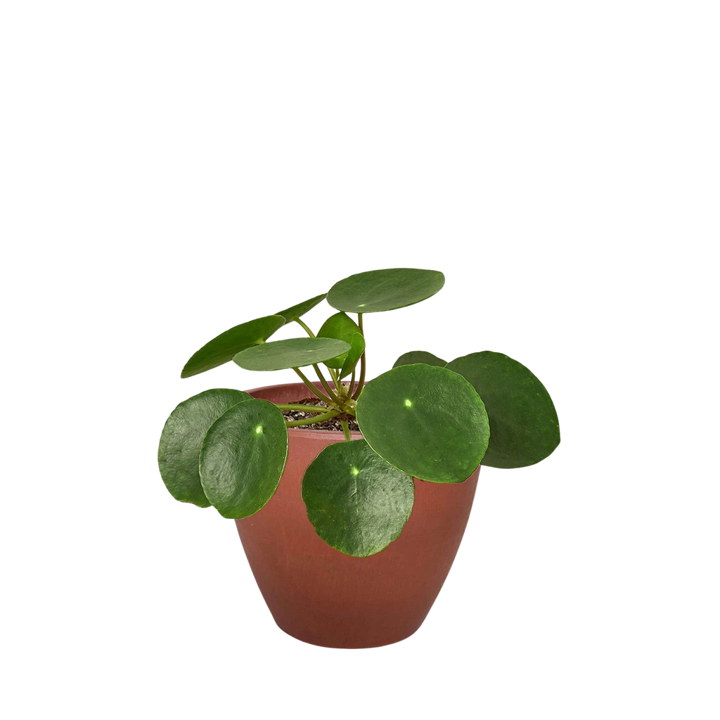Pilea Peperomioides 'Chinese Money' – view 7