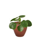 Pilea Peperomioides 'Chinese Money' – view 7