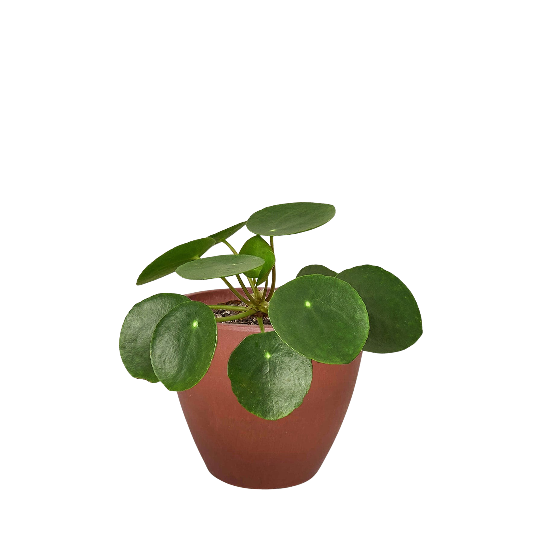 Pilea Peperomioides 'Chinese Money' – view 7