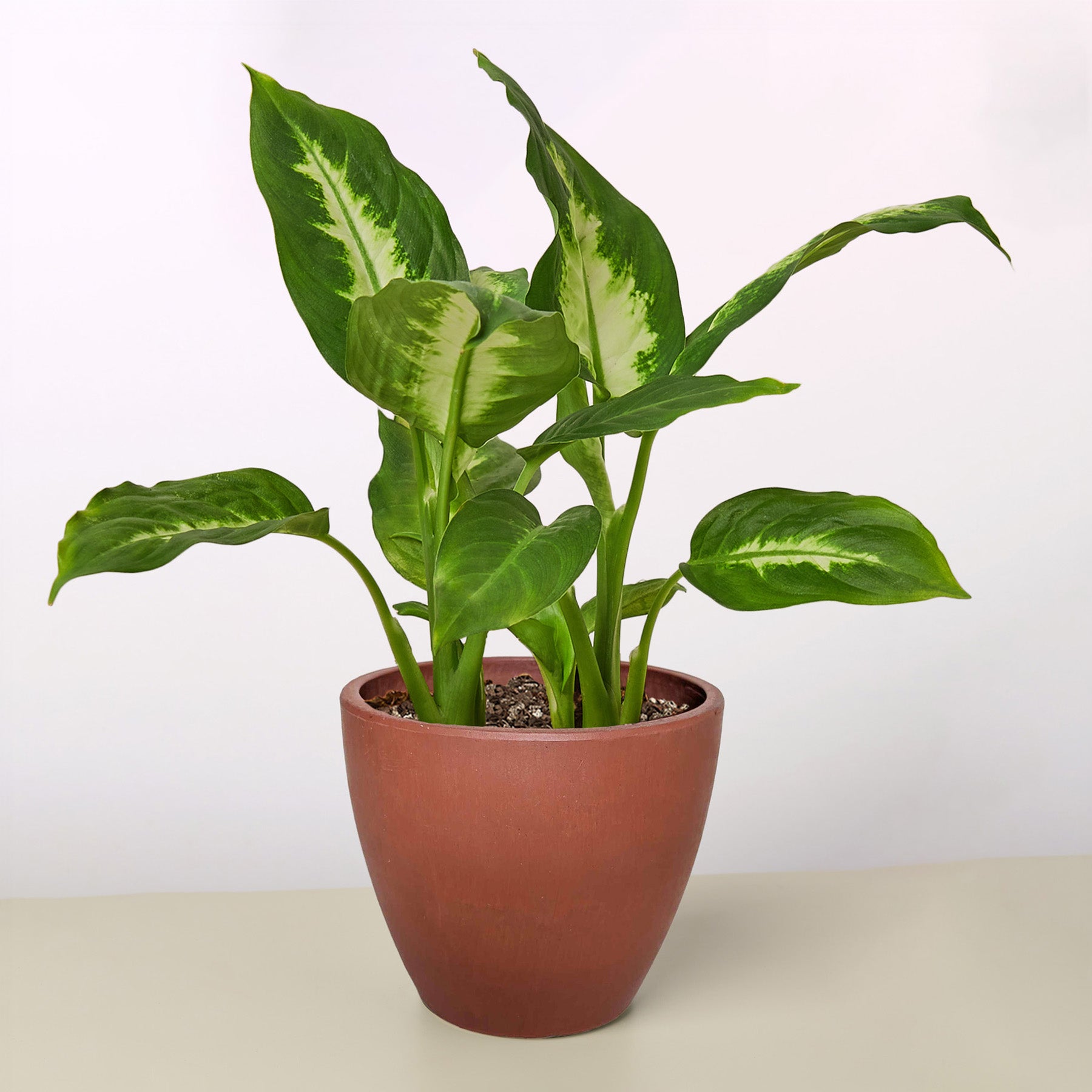 Dieffenbachia Camille – view 13