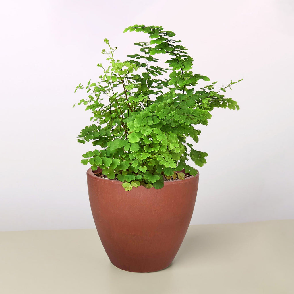 Maidenhair Fern – view 5