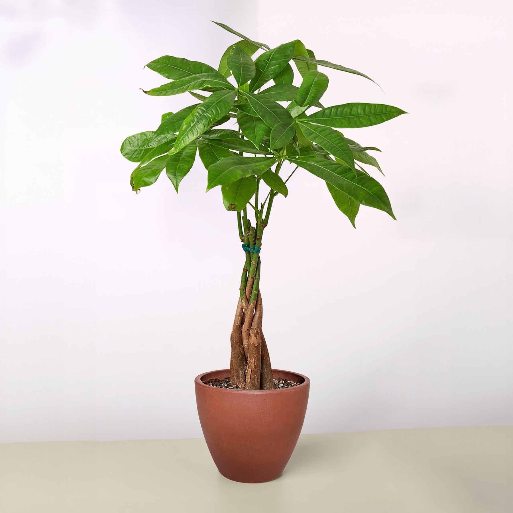 Money Tree 'Guiana Chestnut' Pachira Braid – view 9