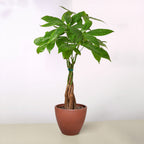 Money Tree 'Guiana Chestnut' Pachira Braid – view 9
