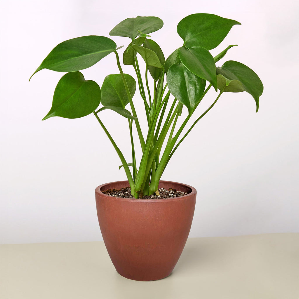 Monstera 'Split-Leaf' – view 10