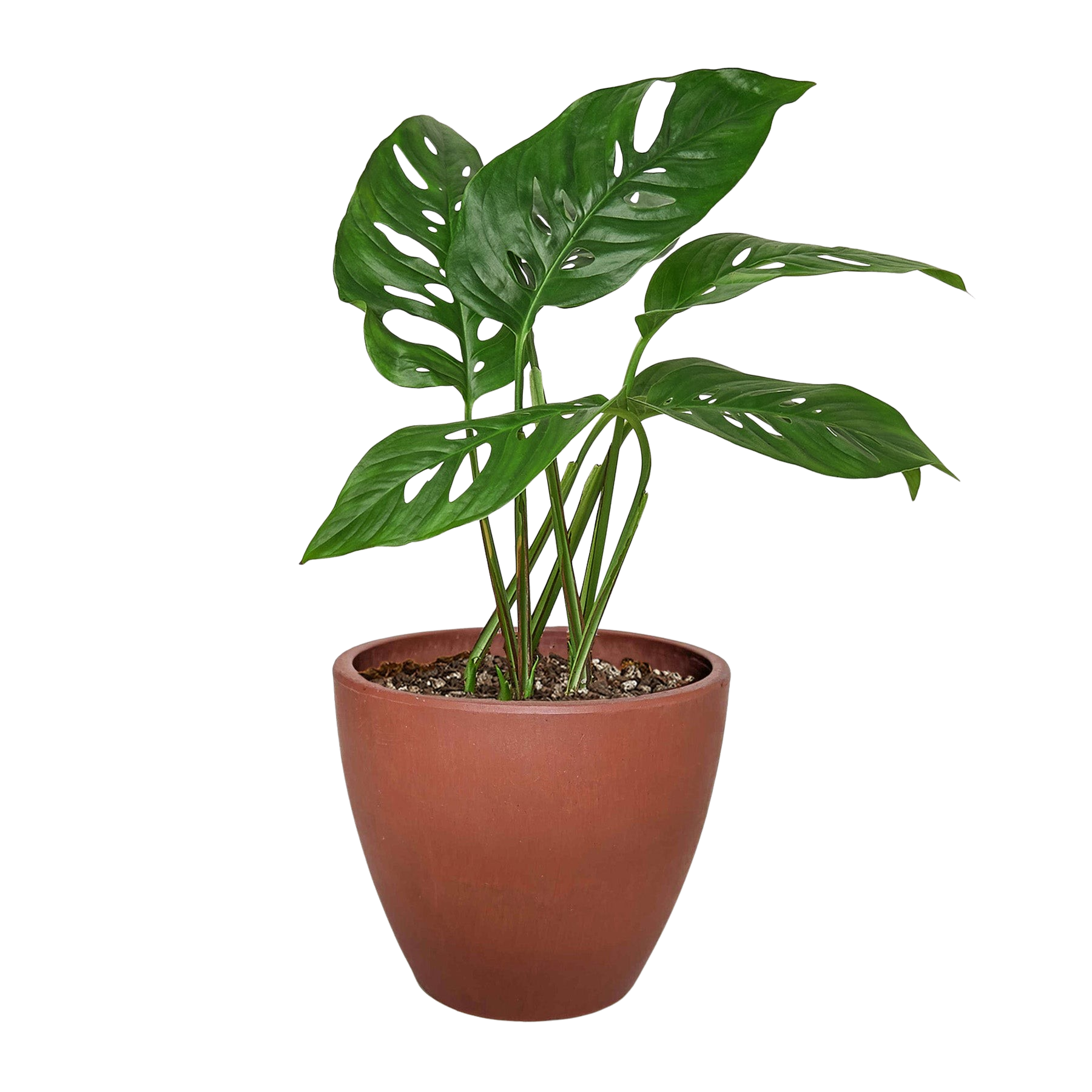 monstera adansonii planterina Monstera adansonii Indoor Plant
